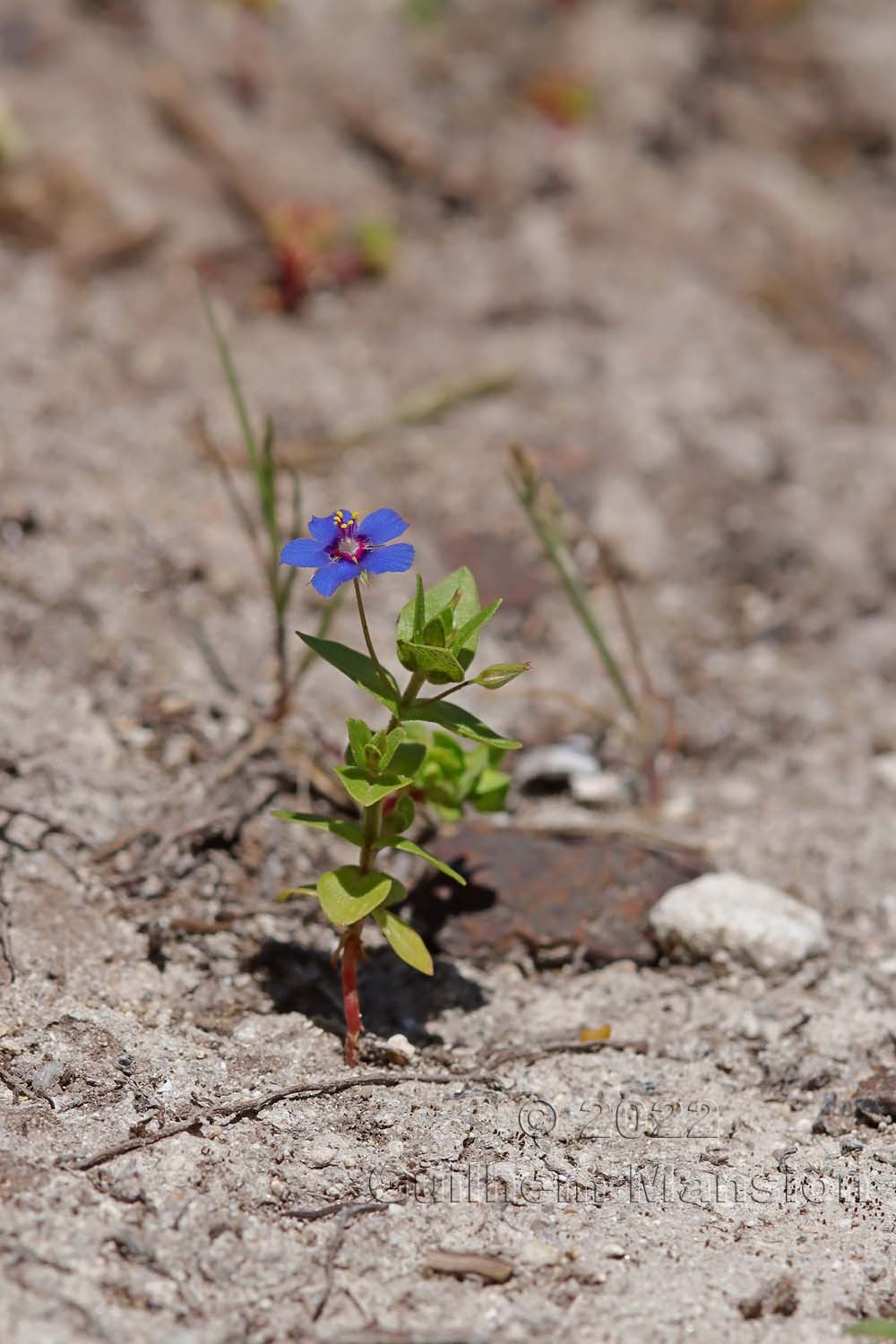 Lysimachia [Anagallis] arvensis