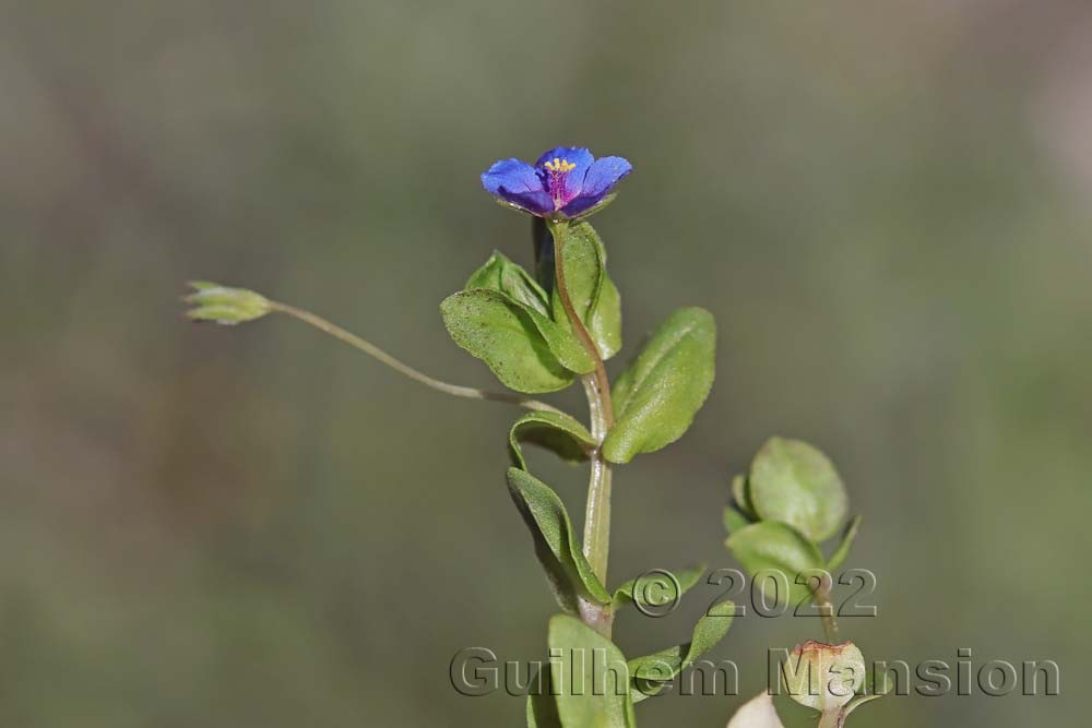 Lysimachia [Anagallis] arvensis