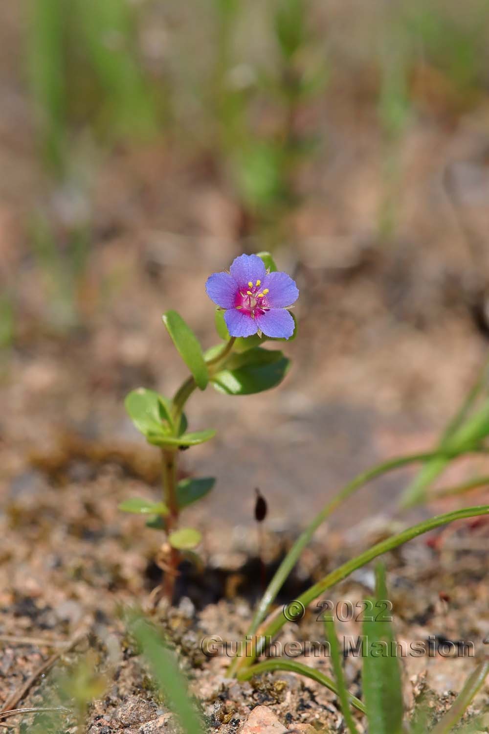 Lysimachia [Anagallis] arvensis