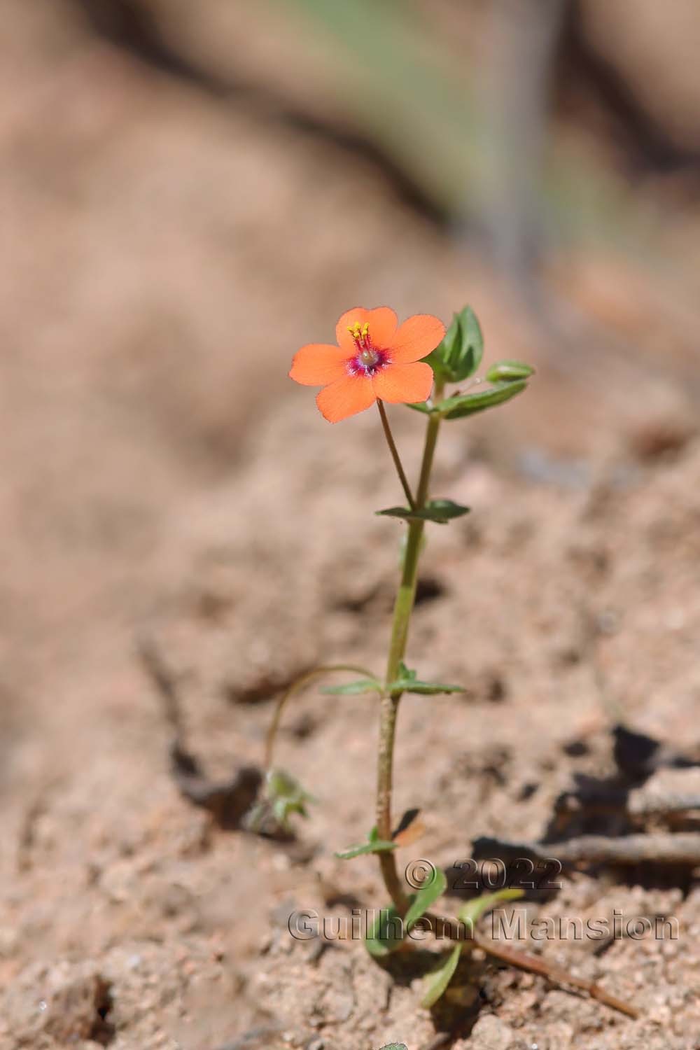 Lysimachia [Anagallis] arvensis