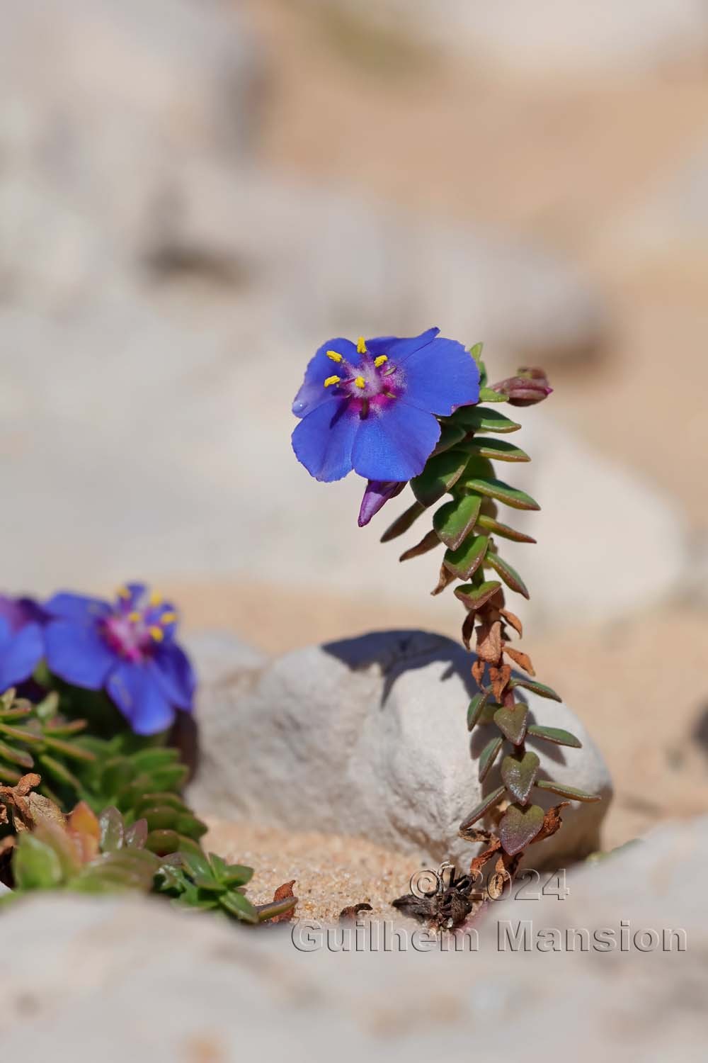 Lysimachia monelli