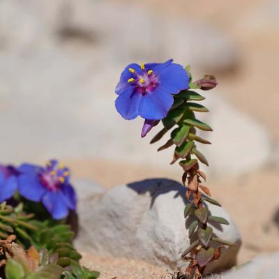 Lysimachia monelli