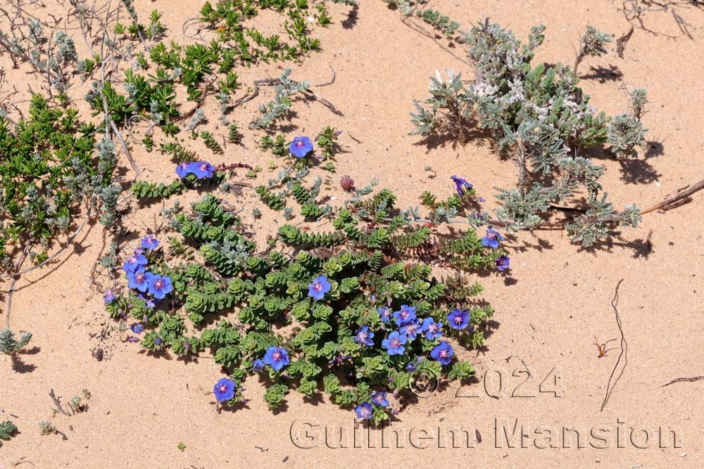 Lysimachia monelli