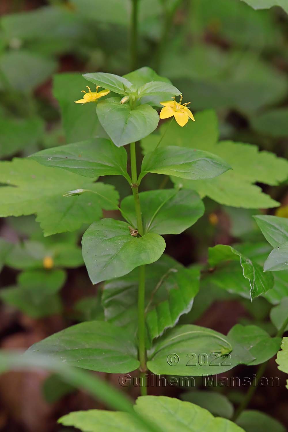 Lysimachia nemorum