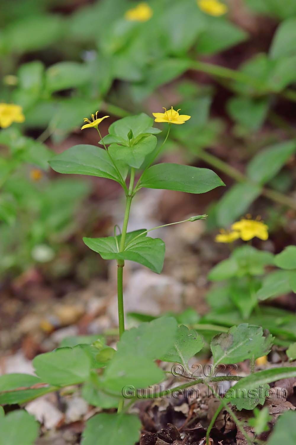 Lysimachia nemorum