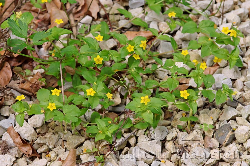 Lysimachia nemorum