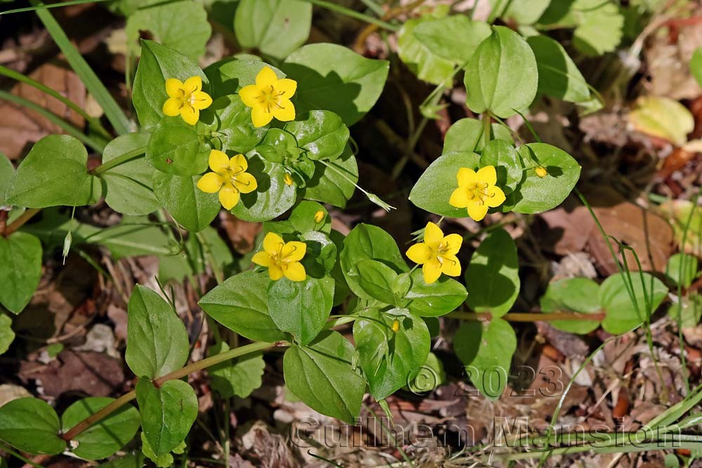 Lysimachia nemorum