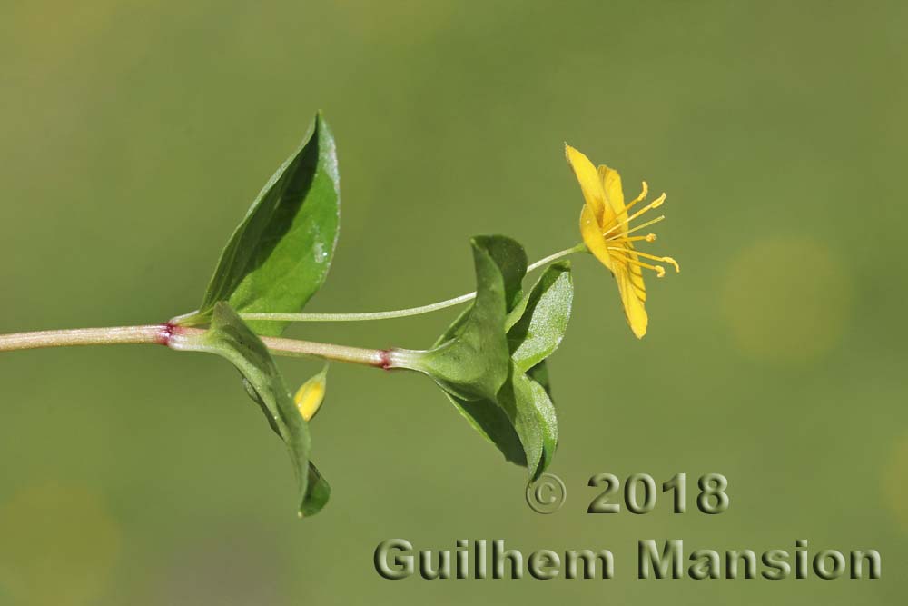 Lysimachia nemorum