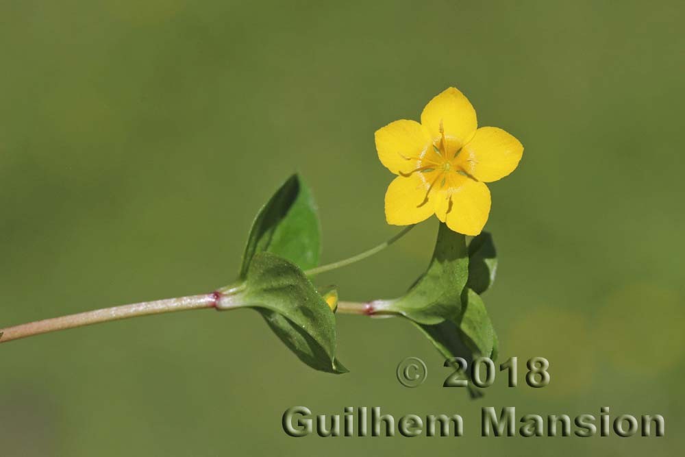 Famille - Primulaceae