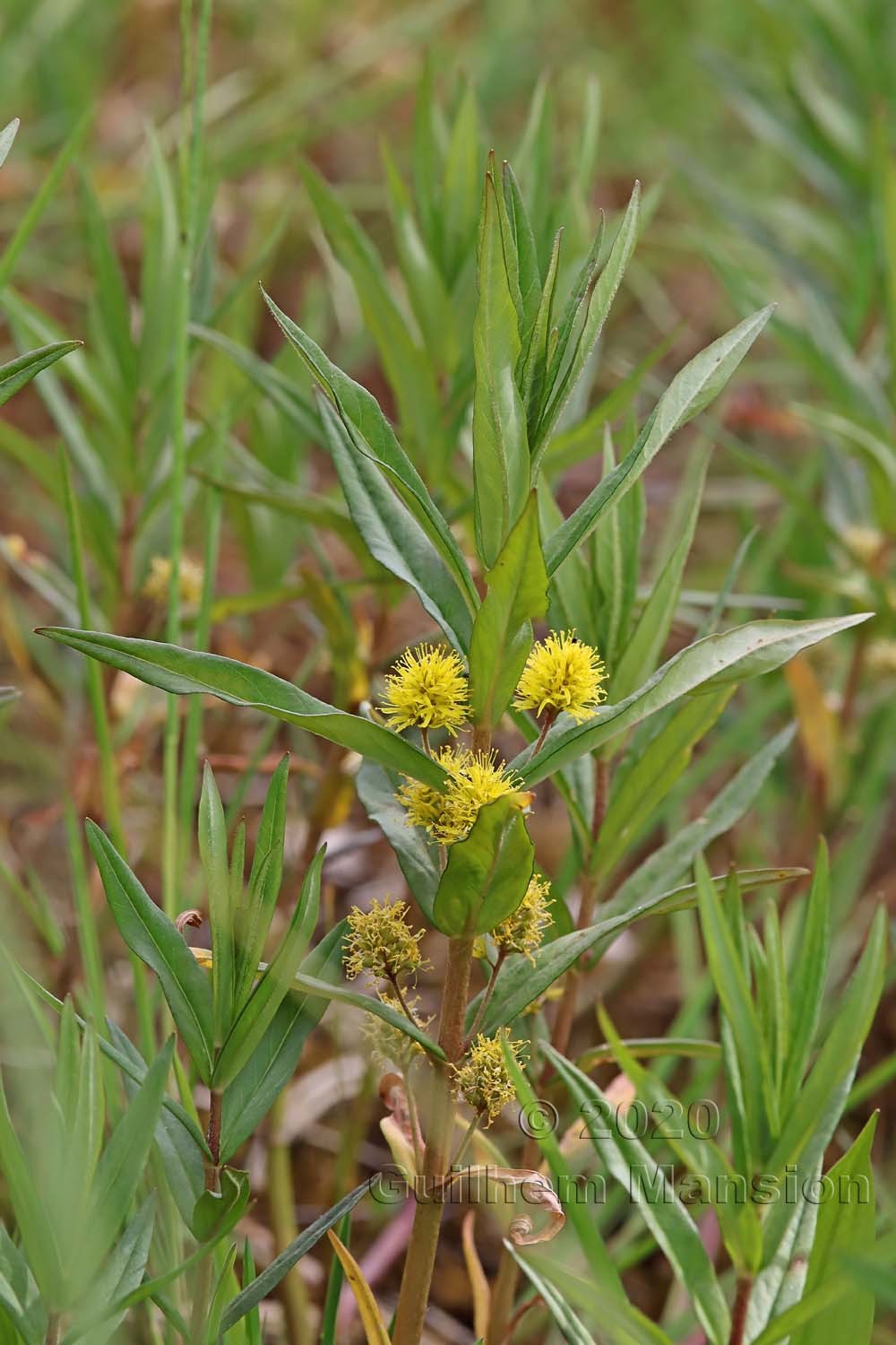 Lysimachia thyrsiflora