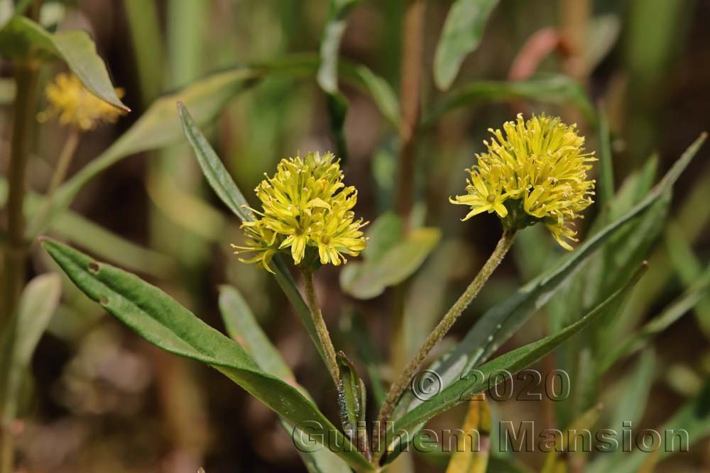 Lysimachia thyrsiflora