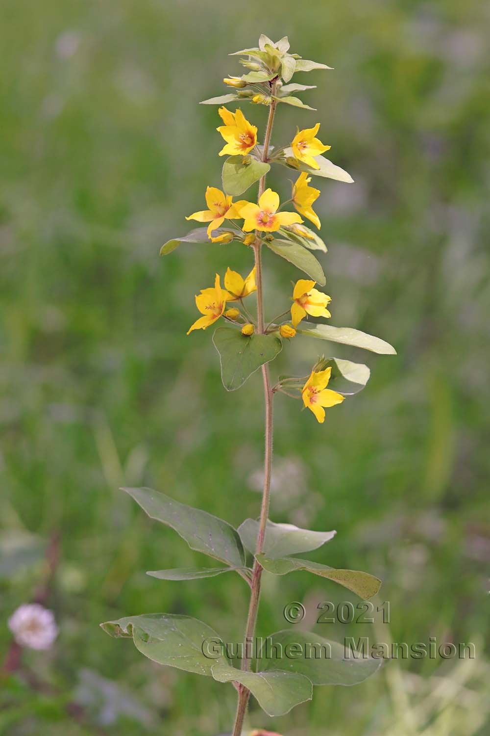 Lysimachia vulgaris