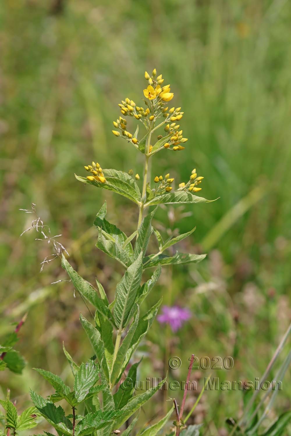 Lysimachia vulgaris