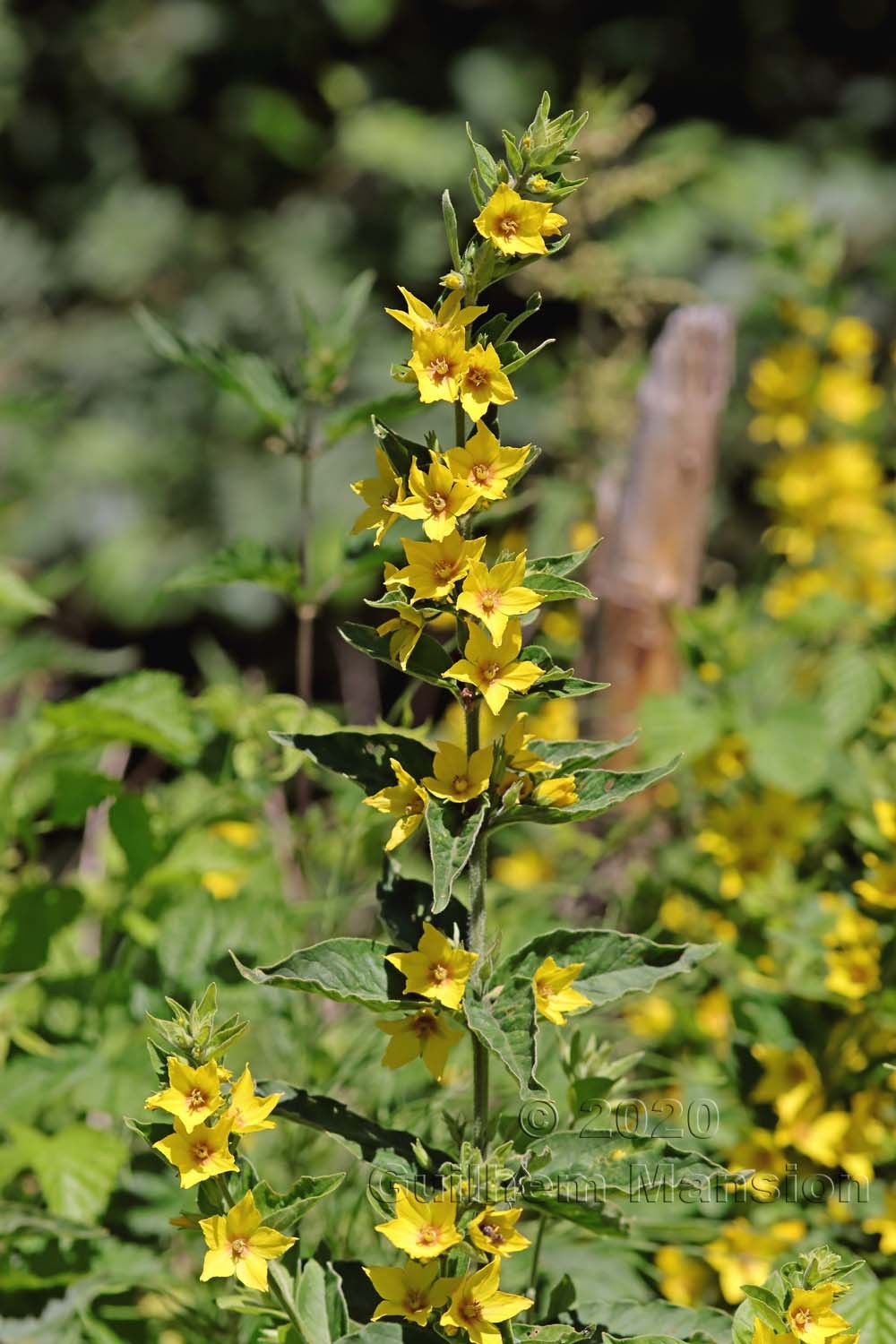 Lysimachia vulgaris