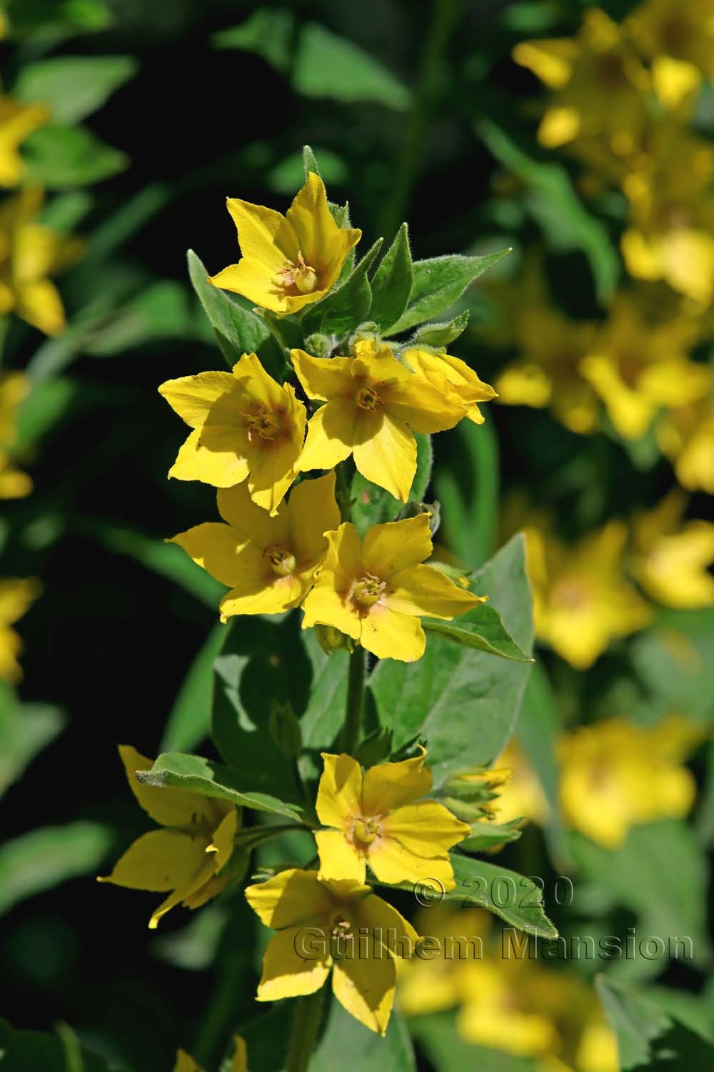 Lysimachia vulgaris