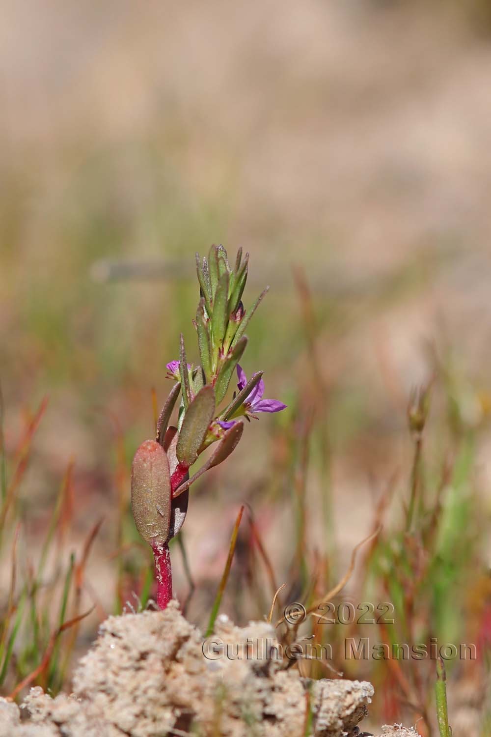 Lythrum hyssopifolia