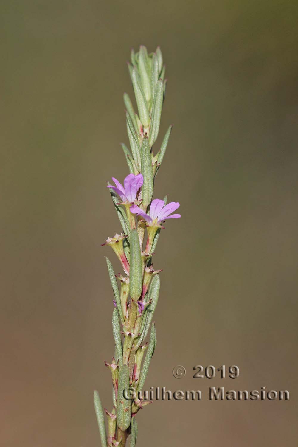 Lythrum hyssopifolia