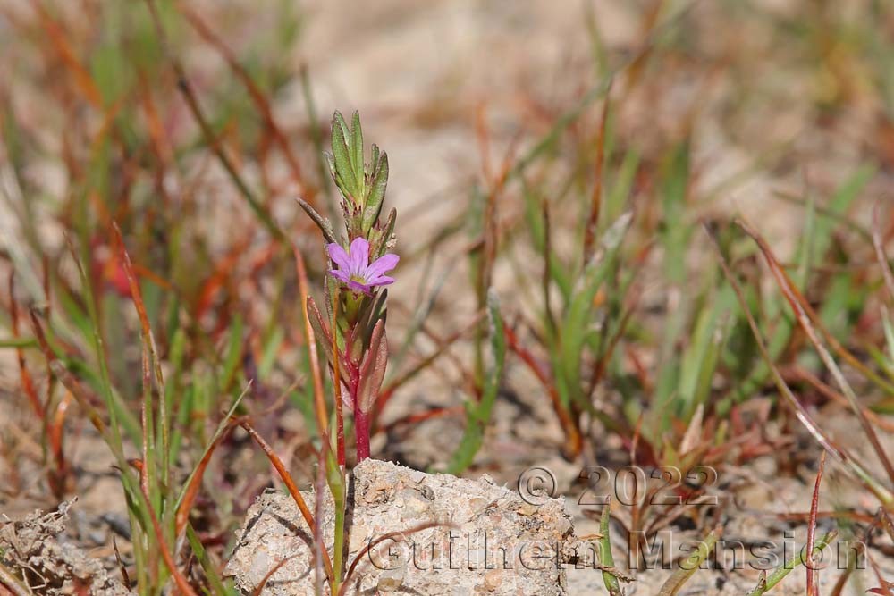 Lythrum hyssopifolia