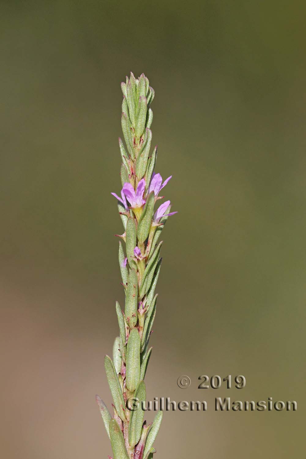 Lythrum hyssopifolia