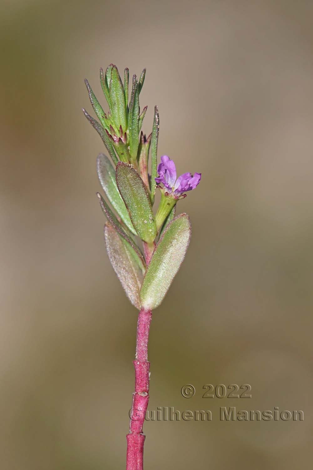 Lythrum hyssopifolia