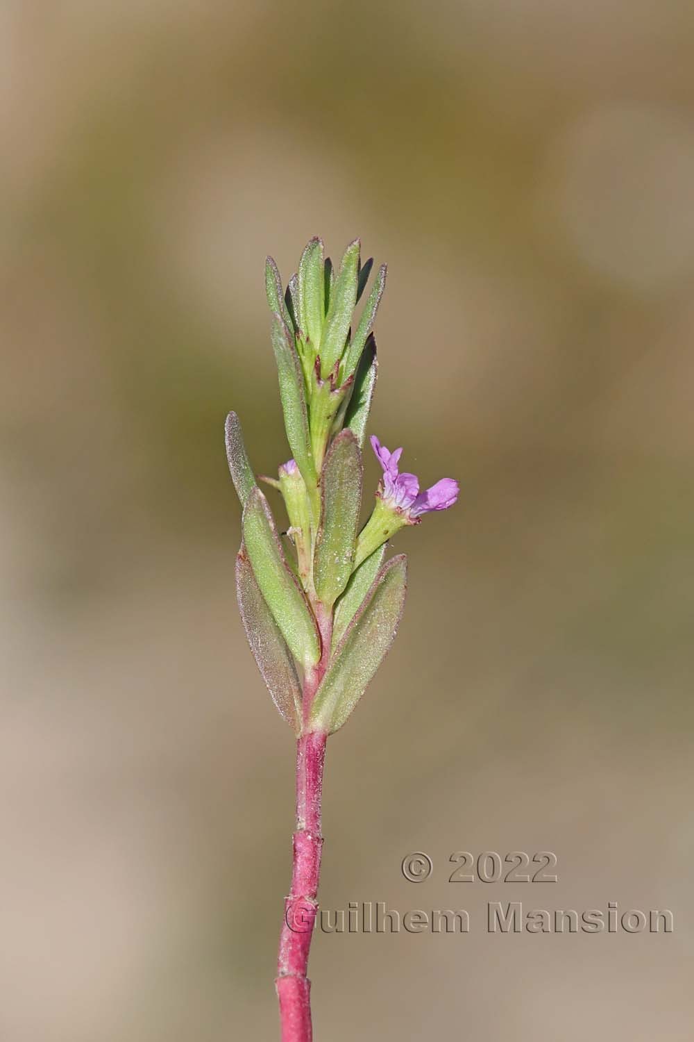 Lythrum hyssopifolia