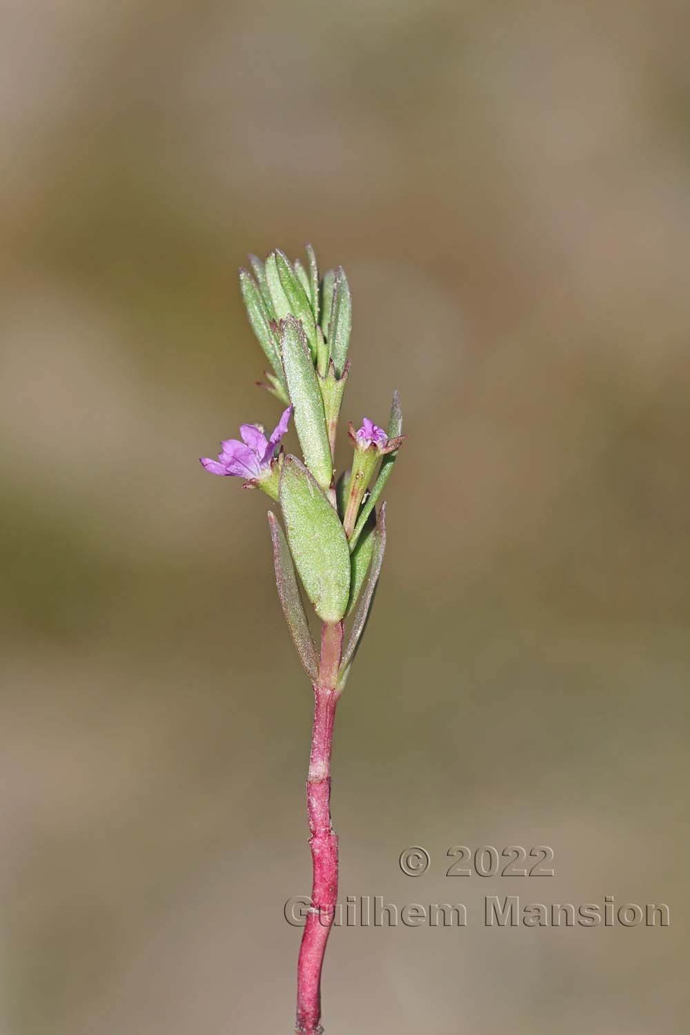 Lythrum hyssopifolia