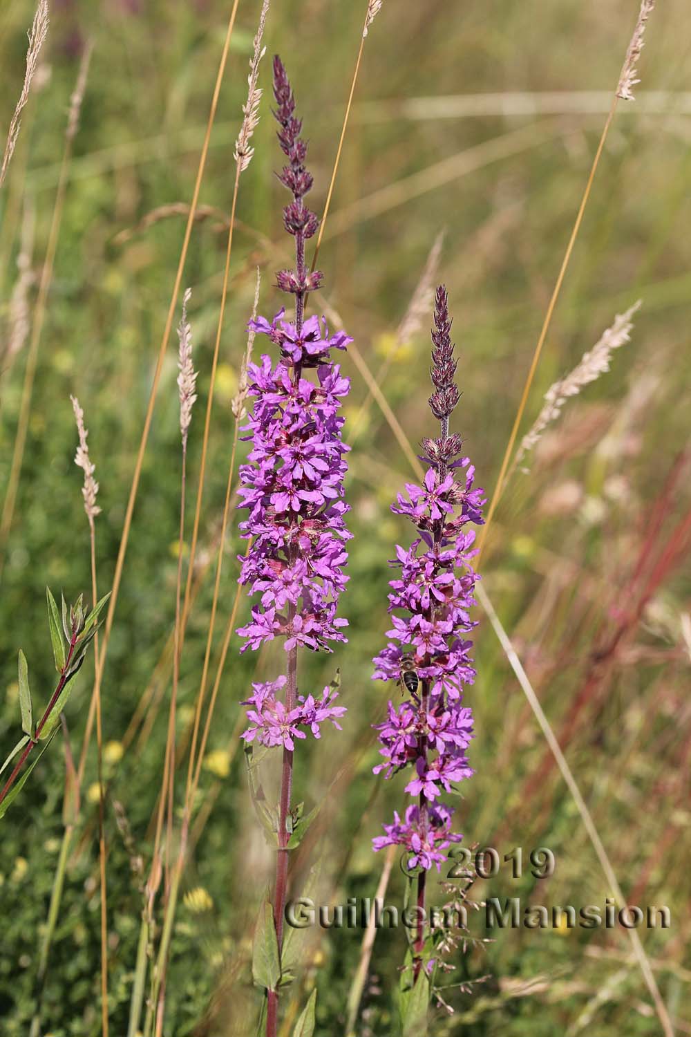 Lythrum salicaria