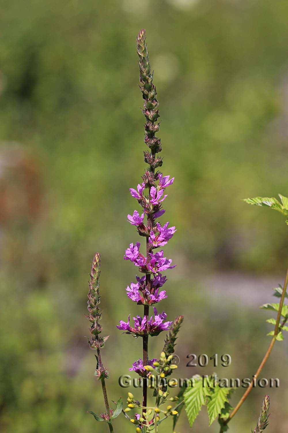 Lythrum salicaria