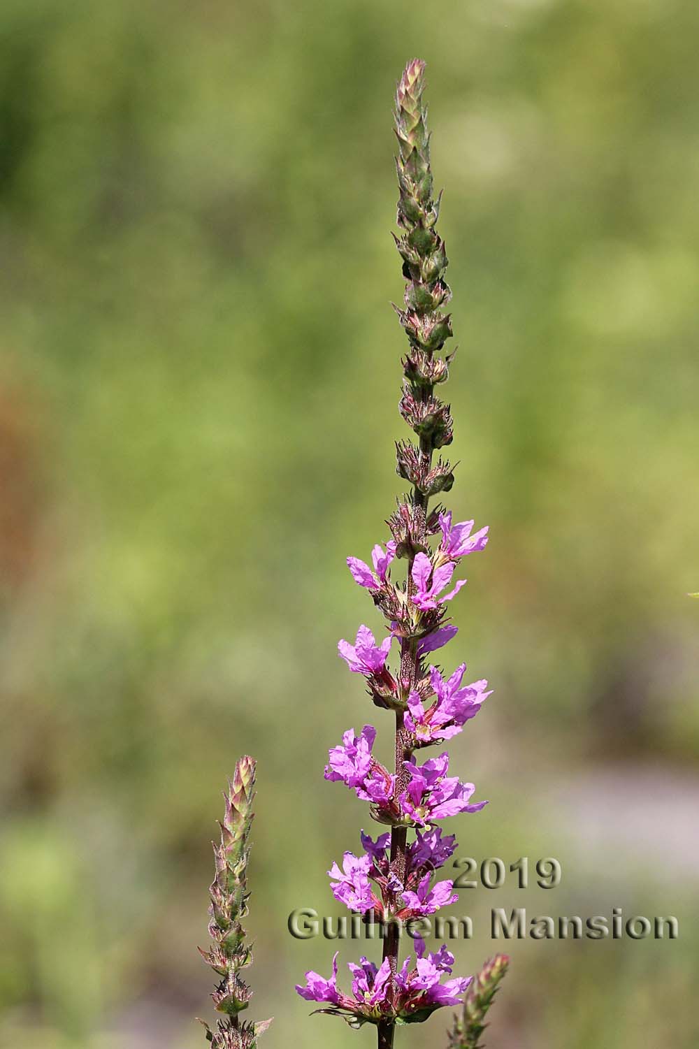 Lythrum salicaria