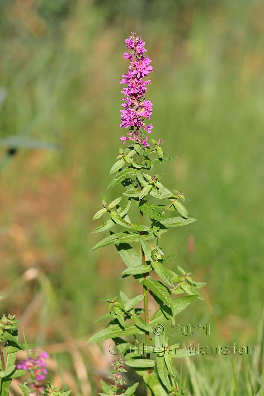 Lythrum salicaria