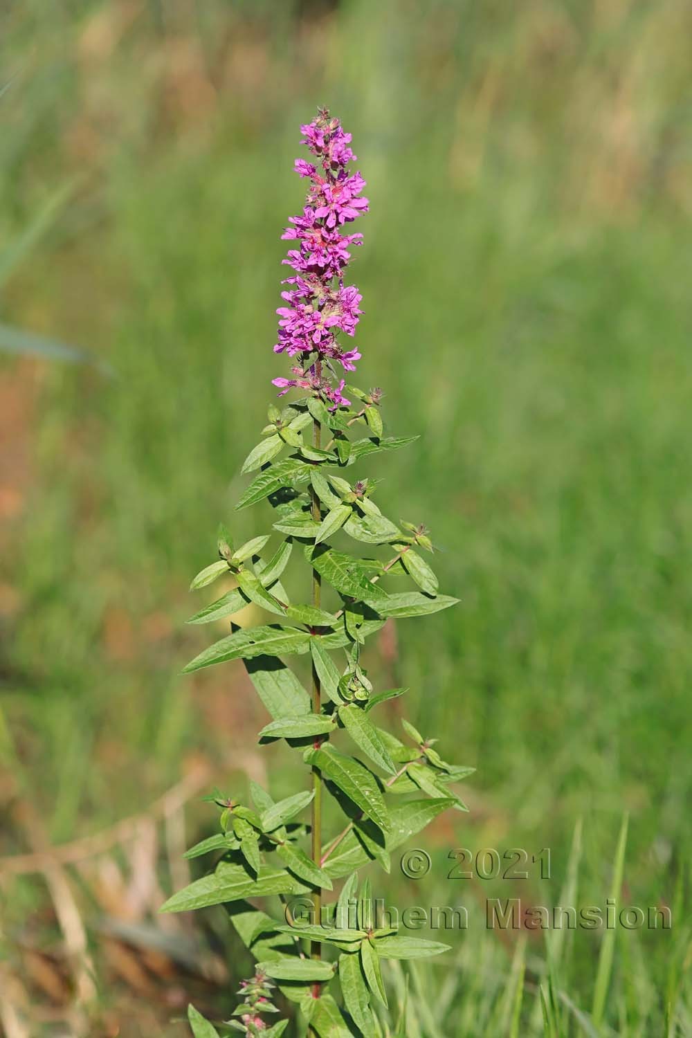 Lythrum salicaria