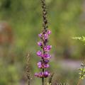 Family - Lythraceae