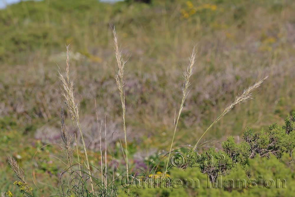 Macrochloa tenacissima
