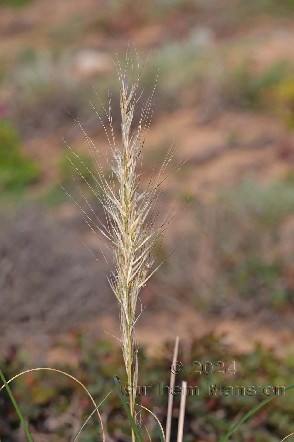 Macrochloa tenacissima