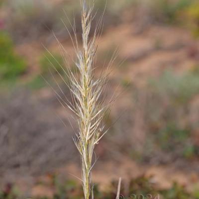 Macrochloa tenacissima