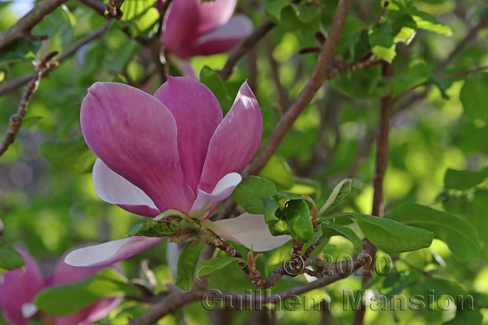 Magnolia soulangeana