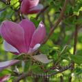 Family - Magnoliaceae