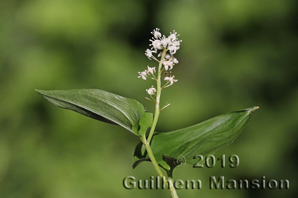 Maianthemum bifolium