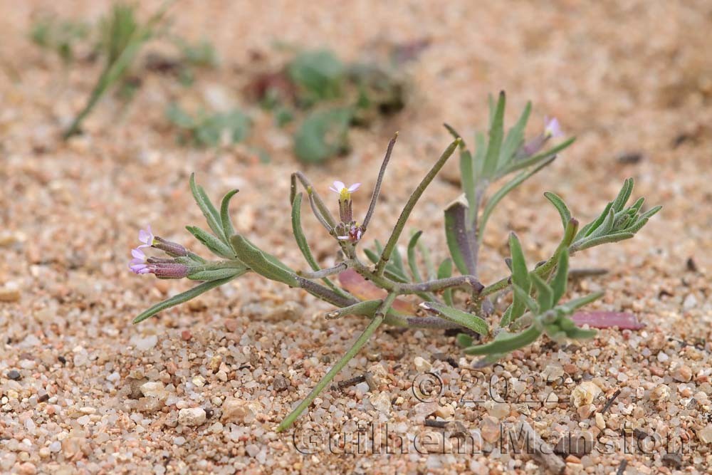 Malcolmia ramosissima