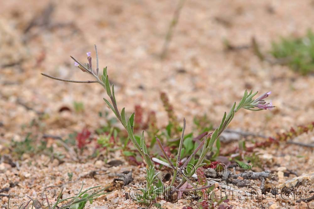 Malcolmia ramosissima