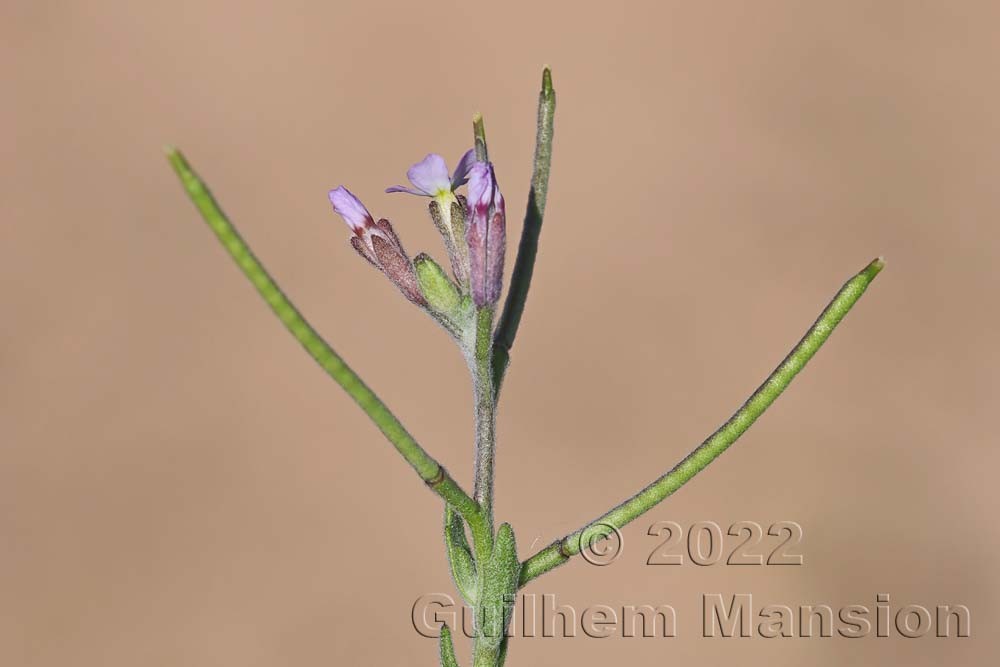 Malcolmia ramosissima