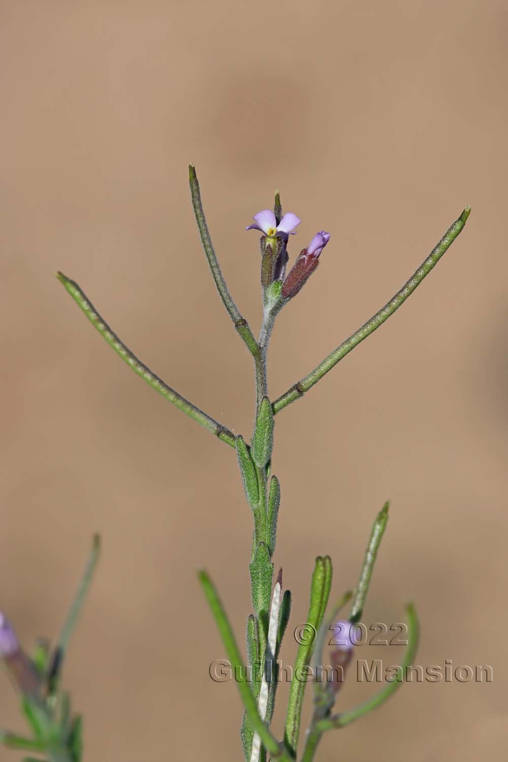 Malcolmia ramosissima