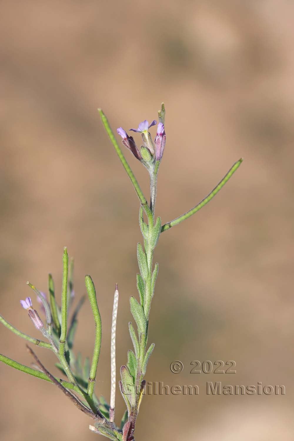 Malcolmia ramosissima