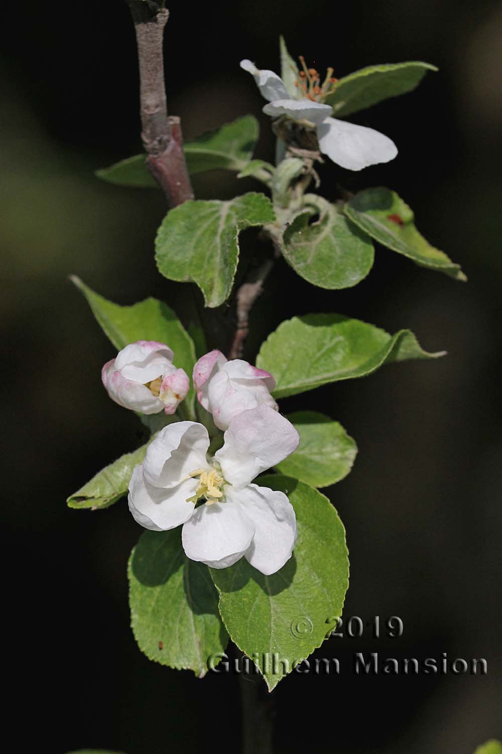 Malus domestica