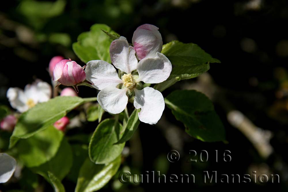 Malus domestica