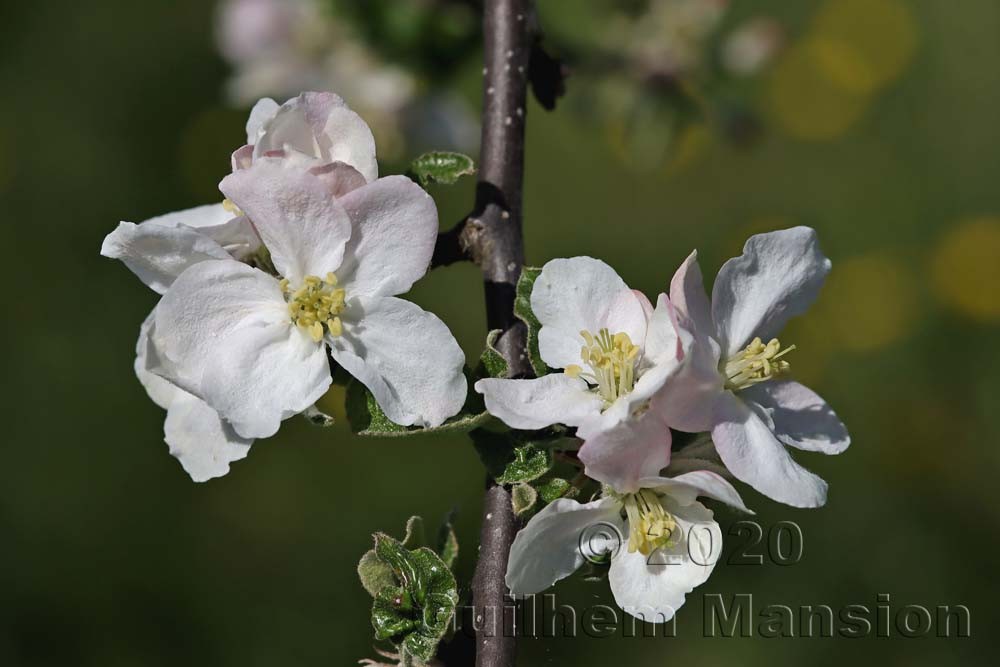 Malus domestica