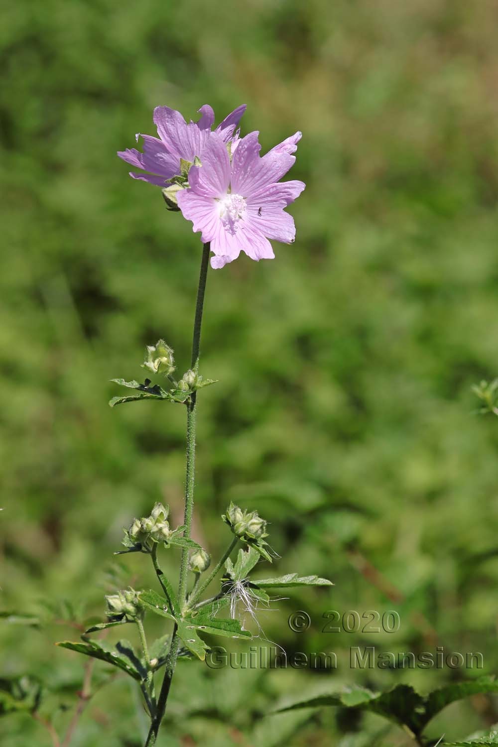 Malva alcea