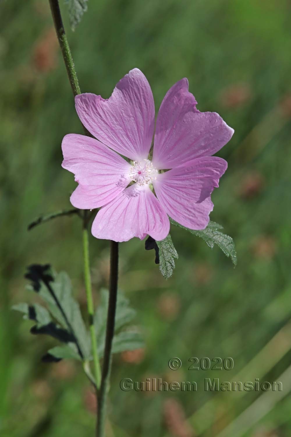 Malva alcea