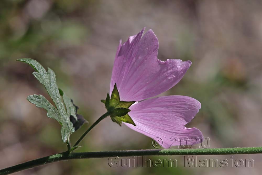 Malva alcea