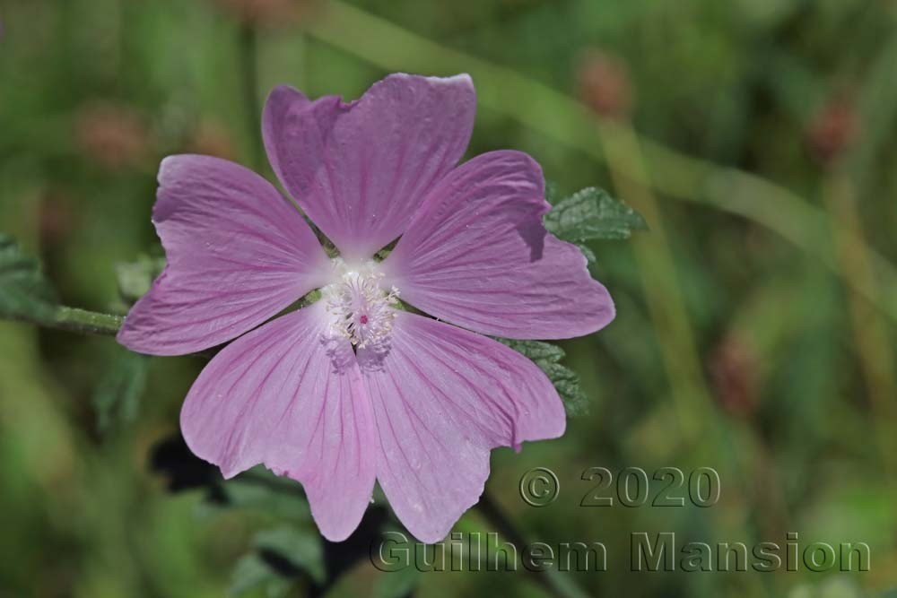 Malva alcea